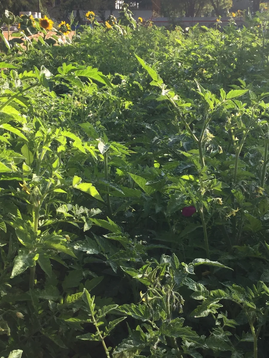 a forest of tomato plants 1200